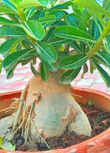 Bonsai Of Adenium plant