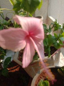 Combo Rose With Lots Of Freebies Only For Punekar