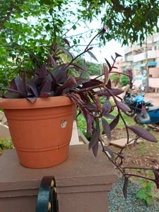Purple Heart Queen Plant
