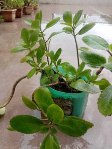 Kalanchoe Pinnata Plant