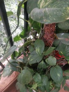 Money Plant Cutting For Sell