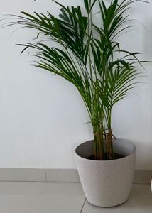 Set Of 2 - 12 Inches Planter Pots