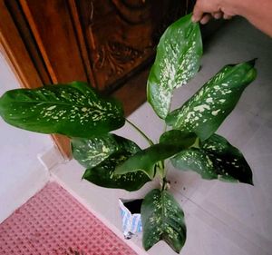 Set 2 Dieffenbachia Seguine &amp; Plants ☘️