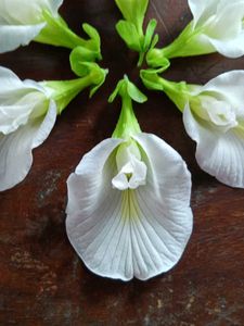 White Butterfly Pea Seeds