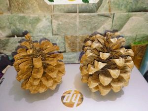 Natural Pine Cones New ( Fresh )Set Of 3