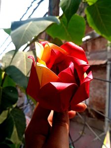 Paper Rose 🌹