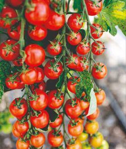Vegetables Seeds @ ₹20