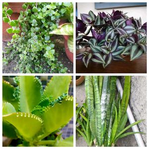 4+1 Plant Combo Offer – Limited Time Deal! 🌿