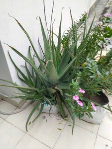 Live Aloe Vera Plant Big (SELF PICKUP ONLY)