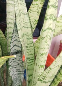 Combo Of Five Plants