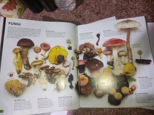 The Visual Encyclopedia Of Everything (Books For K
