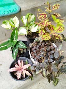 Assorted Beautiful Leaves Combo Plants