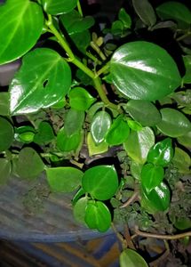 All Are Hanging Plants