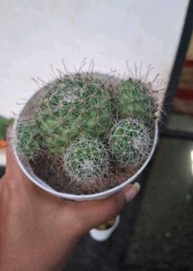 High Quality Cactus Assorted 🌵