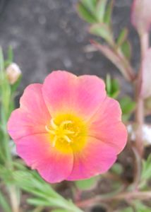 ALL 5 FLOWER CUTTING