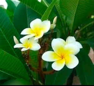 Combo Of 2 Color Beautiful Pulmeria Champa Cutting