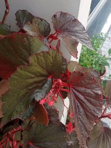 Red Begonia Cuttings
