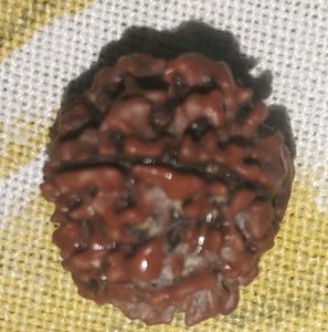 natural nepali 6 mukhi rudraksha bead
