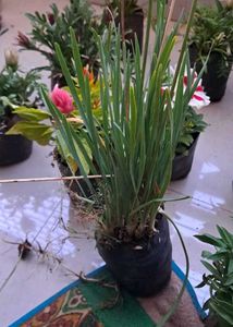 Price Starting15 Rs.plant Combo