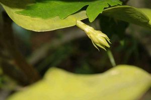 Brahma Kamal - Queen of the Night Epiphyllum