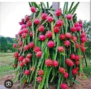 Brahmkamal and Dragonfruit plant