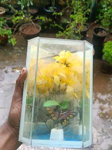 Butterfly & Floral Display Case