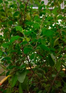 Tulsi Seeds