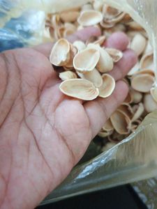 Pista shells for creative craft works