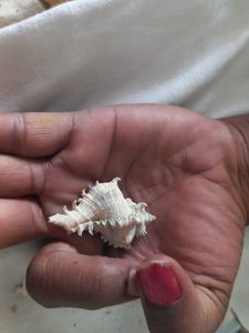 Mini Sea Shell