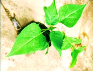 4&#39;०Clock 🟪Pink Flower Plants Seeds