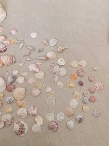 Exotic Shell Collections