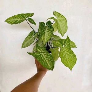 Indoor/Outdoor Plants