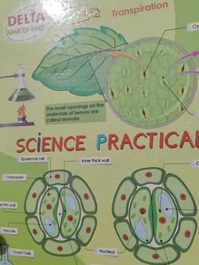 Science Practical Chart - Delta