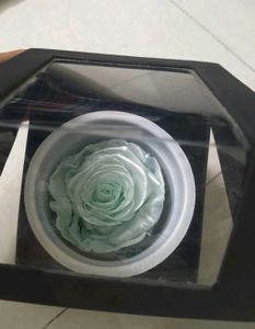 FNP Preserved Rose