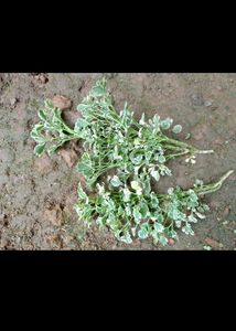 Aralia Variegated
