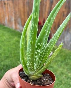 Live Plants