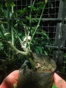 White Rose Flower Plant With Root