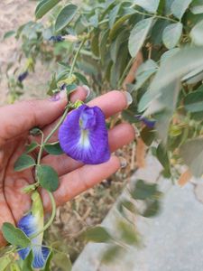 Aparajita Seeds