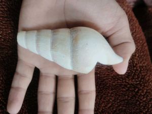 White Seashell 100/150 Year Old.