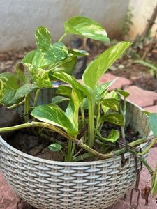 Pothos Verigated Money Plant
