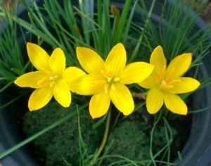 combo of 3 plants bulbs