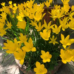 RAIN LILY YELLOW BULBS