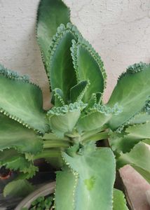 Bryophyllum