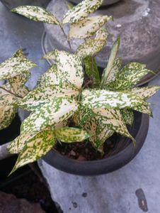 Gold Dust Plant - Gorgeous Foliage!