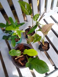 Assorted House Plants