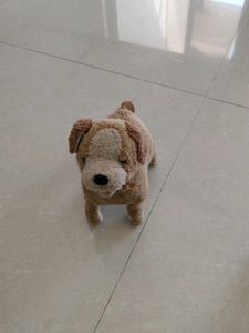 Dog teddy
