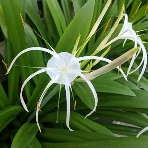3 Spider Amaryllis Lily Bulbs