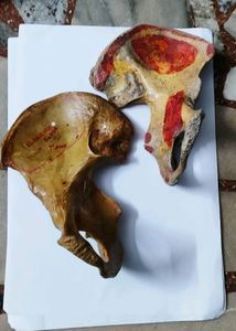 Original Bone Set