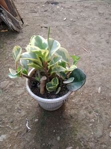 Variegated Baby Rubber Plant( Peperomia).