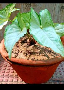 Bonsai Of Adenium plant With Combo